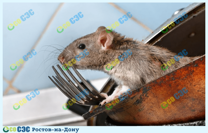 Фото-уничтожение крыс